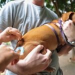 CÃ£es e gatos terÃ£o vacinaÃ§Ã£o contra raiva em bairros e shoppings de Salvador