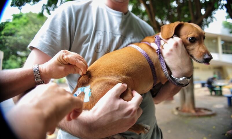 CÃ£es e gatos terÃ£o vacinaÃ§Ã£o contra raiva em bairros e shoppings de Salvador