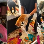 PolÃ­cia ambiental resgata gatos mantidos em condiÃ§Ãµes precÃ¡rias em Salvador