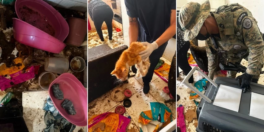 PolÃ­cia ambiental resgata gatos mantidos em condiÃ§Ãµes precÃ¡rias em Salvador