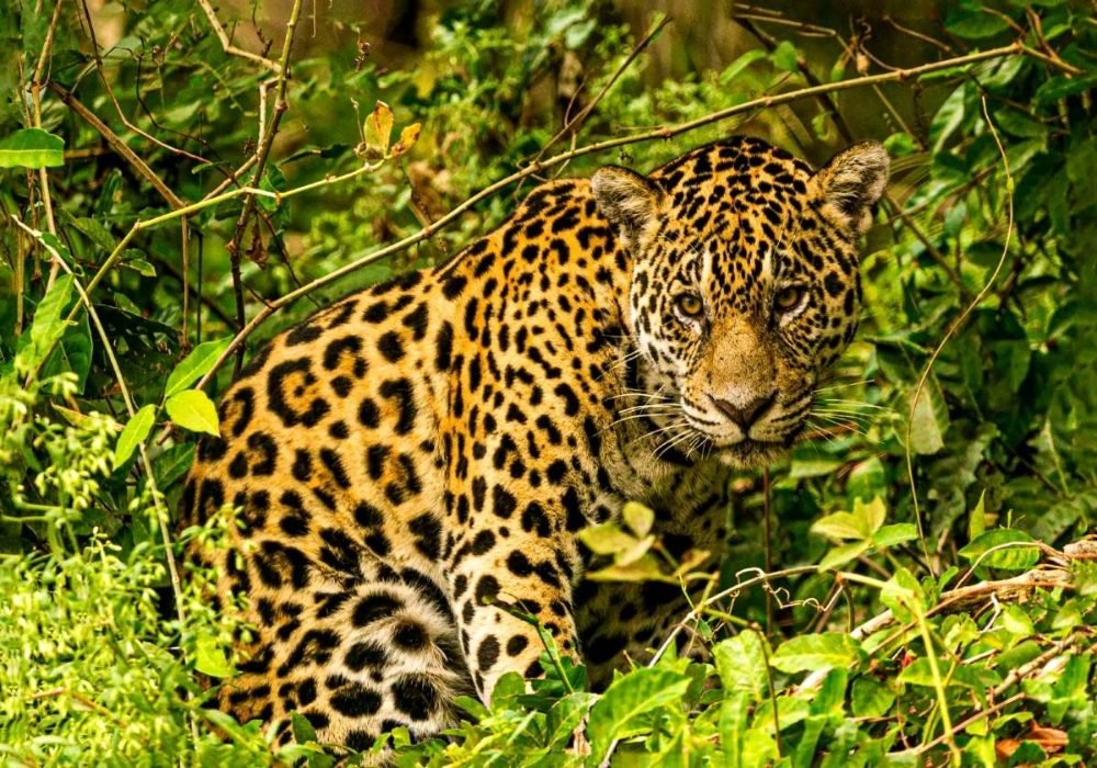 Exposição em Salvador reúne fotos do Pantanal feitas por baianos