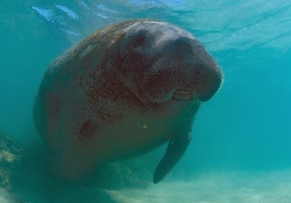 Justiça determina medidas para proteger o peixe-boi Astro