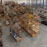 Torneio de pássaros é interrompido e 95 aves são resgatadas