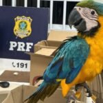 Aves silvestres apreendidas pela PRF