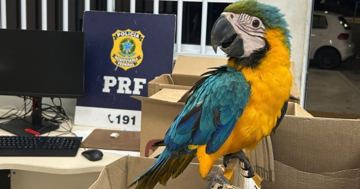 Aves silvestres apreendidas pela PRF