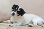Cachorro deitado no sofá com a cabeça inclinada