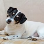 Cachorro deitado no sofá com a cabeça inclinada