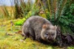 Wombat caminhando entre samambaias