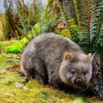 Wombat caminhando entre samambaias