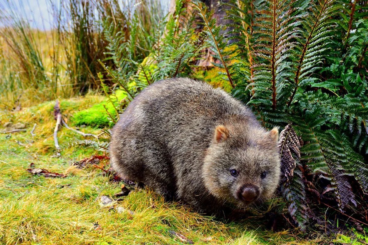 Wombat caminhando entre samambaias