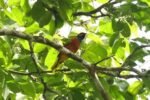 Pássaro colorido pousado em galho de árvore na floresta