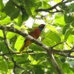 Pássaro colorido pousado em galho de árvore na floresta