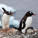 Casal de pinguins-gentoo com filhote no ninho
