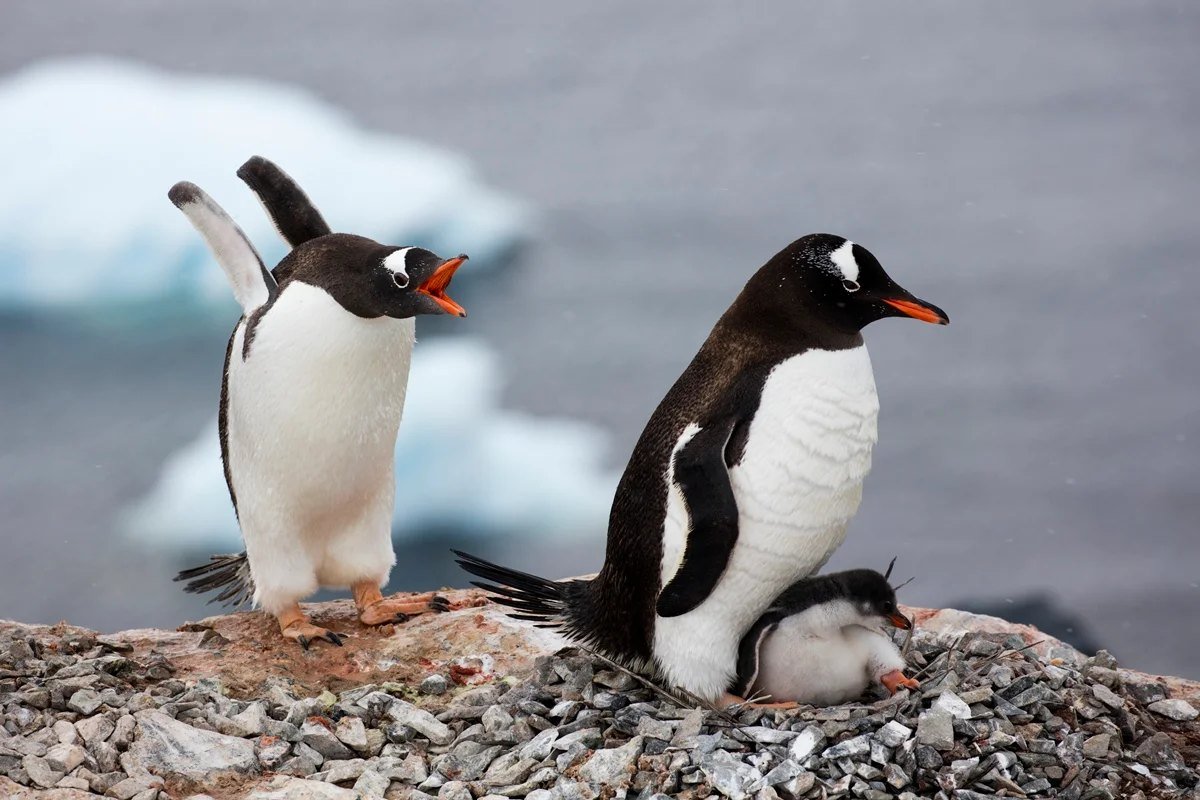 Casal de pinguins-gentoo com filhote no ninho