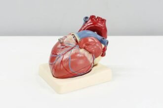 Modelo anatômico de coração humano sobre uma mesa