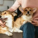 Dois cães da raça corgi no colo da tutora