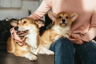 Dois cães da raça corgi no colo da tutora