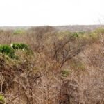 Vegetação de caatinga no oeste da Bahia