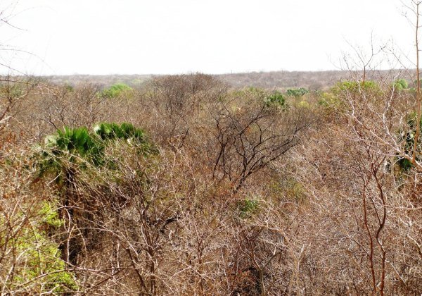 Vegetação de caatinga no oeste da Bahia