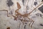 Fóssil de pequeno dinossauro com penas preservado em rocha