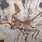 Fóssil de pequeno dinossauro com penas preservado em rocha