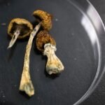 psilocibina