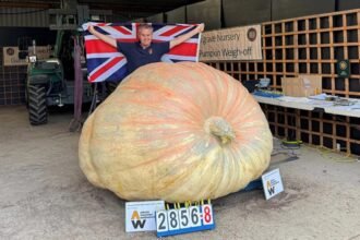 Homem segura bandeira do Reino Unido atrás de abóbora gigante