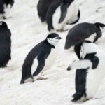Pinguins-de-barbicha sobre a neve