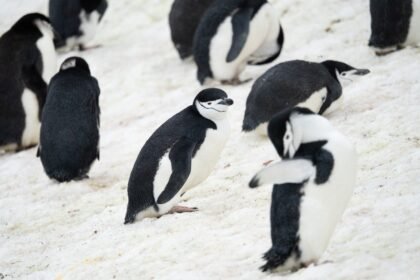 Pinguins-de-barbicha sobre a neve