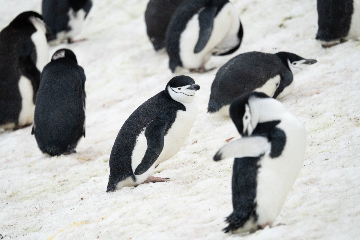 Pinguins-de-barbicha sobre a neve