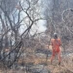 Bombeiro combate fogo em área de vegetação seca