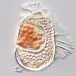 Plâncton marinho visto ao microscópio