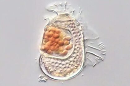 Plâncton marinho visto ao microscópio