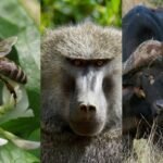 Abelha, babuíno e búfalo lado a lado