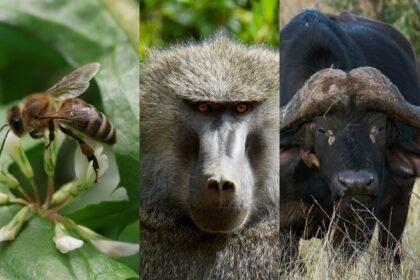 Abelha, babuíno e búfalo lado a lado