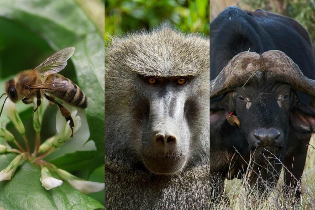 Abelha, babuíno e búfalo lado a lado