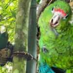 Jiboia enrolada em bambu ao lado de papagaio-de-porto-rico