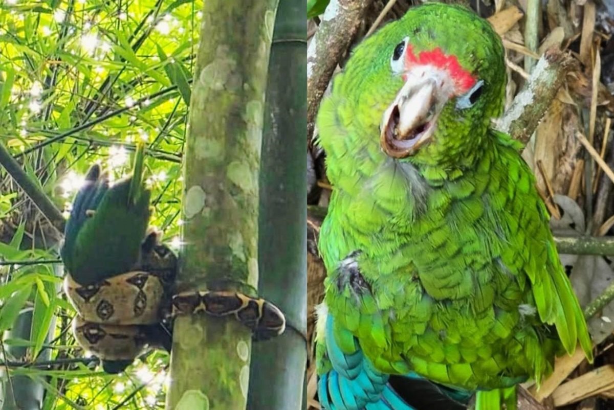 Jiboia enrolada em bambu ao lado de papagaio-de-porto-rico