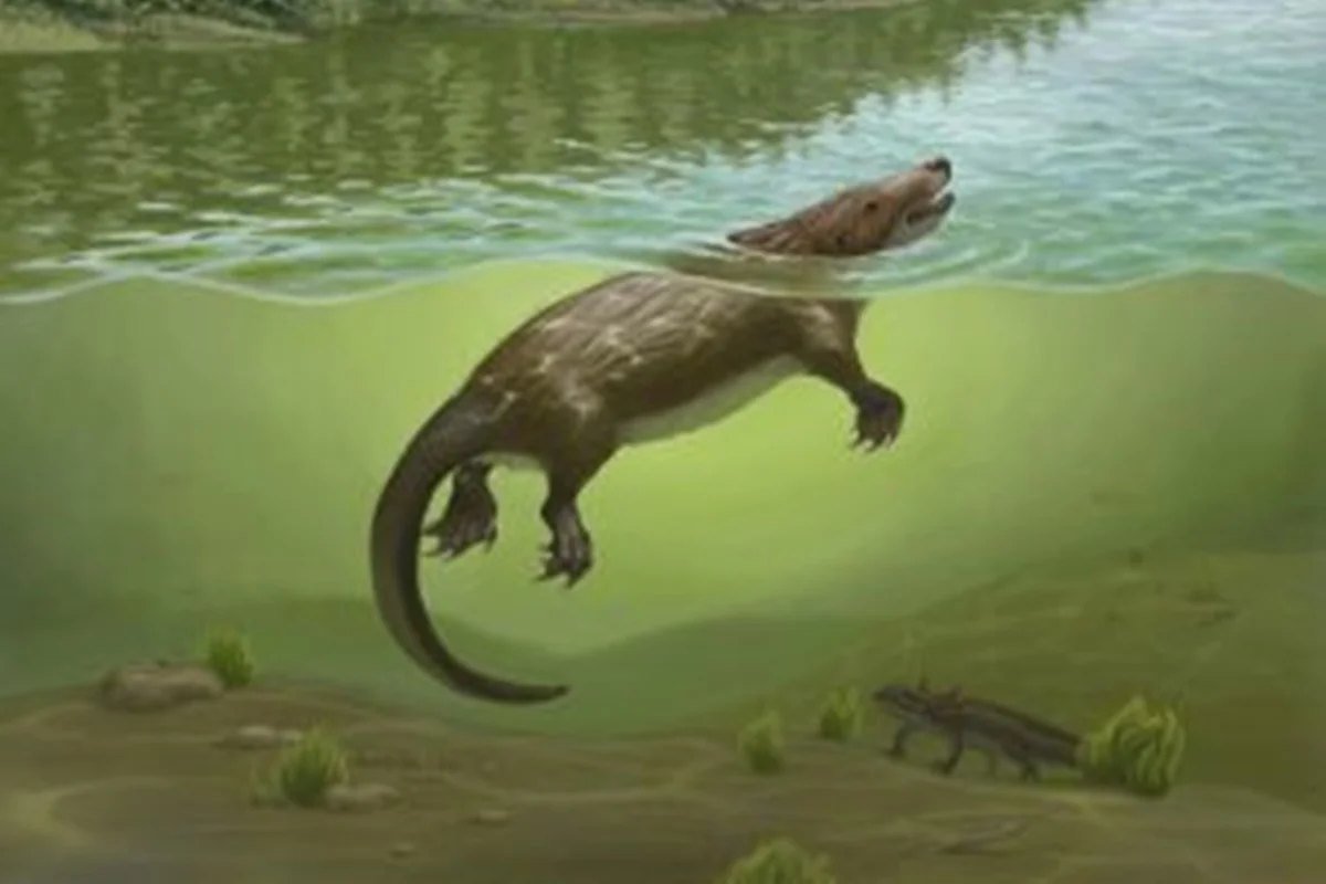 Ilustração de pequeno animal pré-histórico semelhante a mamífero