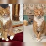 Dois gatos laranja de pernas longas sentados