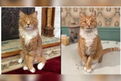 Dois gatos laranja de pernas longas sentados