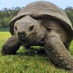 Tartaruga gigante caminha sobre a grama