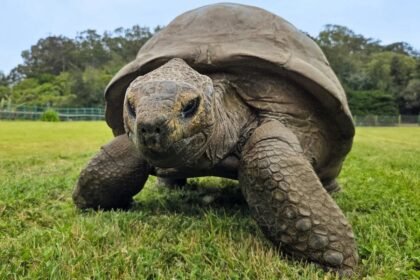 Tartaruga gigante caminha sobre a grama