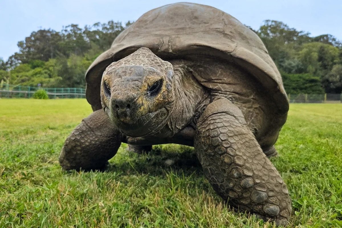 Tartaruga gigante caminha sobre a grama