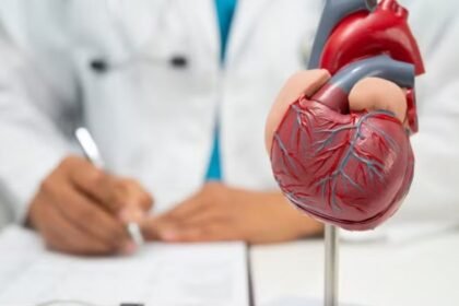 Médico com modelo de coração humano