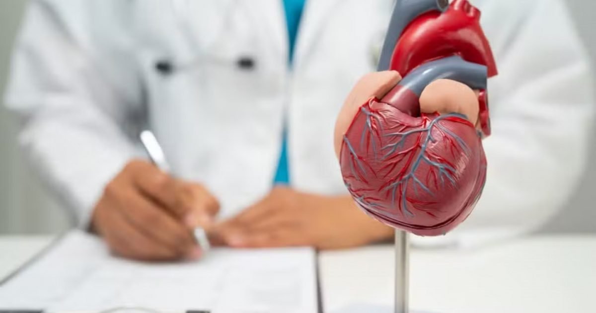 Médico com modelo de coração humano