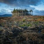 Área de floresta degradada após queimada