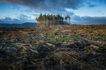 Área de floresta degradada após queimada