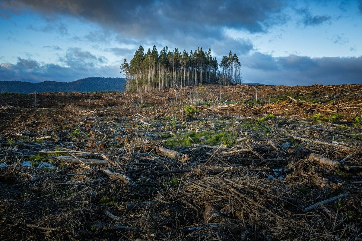 Área de floresta degradada após queimada