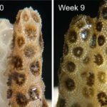 Coral branqueado antes e depois da recuperação